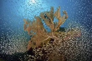 Indonesia Collection: Indonesia, Papua, Raja Ampat. Sweeper fish school and sea fan