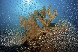 Indonesia Prints: Indonesia, Papua, Raja Ampat. Sweeper fish school and sea fan