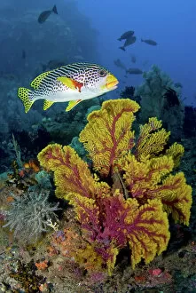 Indonesia Gallery: Indonesia, Papua, Raja Ampat. Sweetlip fish swims over sea fan