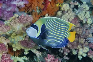 Images Dated 25th November 2010: Indonesia, Papua, Raja Ampat. Underwater scenic of angelfish and coral. Credit as