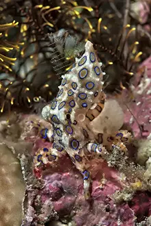 Images Dated 8th April 2011: Indonesia, Papua, Raja Ampat. Underwater scenic of blue-ring octopus and coral. Credit as