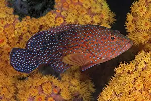 Images Dated 28th November 2010: Indonesia, Papua, Raja Ampat. Underwater scenic of coral trout fish and coral. Credit as