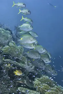 Images Dated 3rd April 2011: Indonesia, Papua, Raja Ampat. Underwater scenic of fish and coral