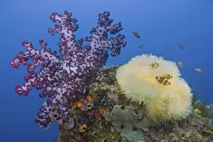 Images Dated 9th April 2011: Indonesia, Papua, Raja Ampat. Underwater scenic of fish and coral