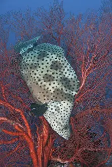 Indonesia, Papua, Raja Ampat. Underwater scenic of fish and coral