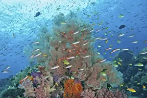 Images Dated 12th March 2012: Indonesia, Papua, Raja Ampat. Underwater scenic of fish and coral