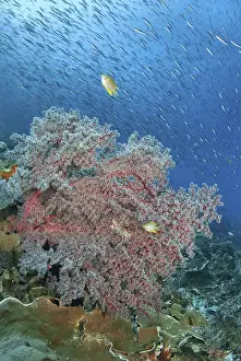 Images Dated 28th November 2010: Indonesia, Papua, Raja Ampat. Underwater scenic of fish and coral