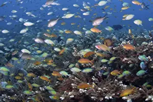 Images Dated 28th November 2010: Indonesia, Papua, Raja Ampat. Underwater scenic of fish and coral