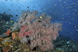 Images Dated 28th November 2010: Indonesia, Papua, Raja Ampat. Underwater scenic of fish and coral