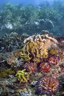 Images Dated 29th November 2010: Indonesia, Papua, Raja Ampat. Underwater scenic of fish and coral