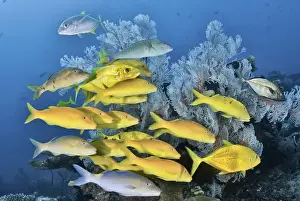 Indonesia, Papua, Raja Ampat. Underwater scenic of fish and coral