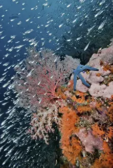 Images Dated 25th November 2010: Indonesia, Papua, Raja Ampat. Underwater scenic of fish and coral