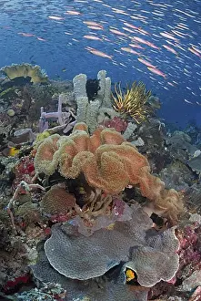 Indonesia, Papua, Raja Ampat. Underwater scenic of fish and coral