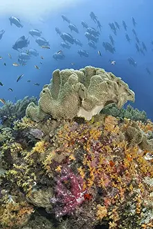 Indonesia, Papua, Raja Ampat. Underwater scenic of fish and coral