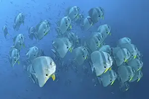 Images Dated 30th November 2010: Indonesia, Papua, Raja Ampat. Underwater scenic of schooling batfish