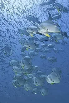 Images Dated 30th November 2010: Indonesia, Papua, Raja Ampat. Underwater scenic of schooling batfish