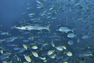 Images Dated 30th November 2010: Indonesia, Papua, Raja Ampat. Underwater scenic of schooling fish