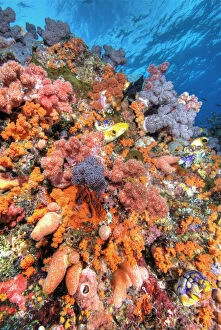 Indonesia, Papua, Raja Ampat. Various species of soft corals, tunicates, and encrusting