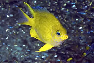 Indonesia Gallery: Indonesia, Papua, Raja Ampat. Yellow damselfish surrounded by a jewel-like species of baitfish
