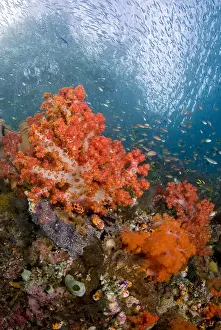 Fish Prints: Indonesia, Papua, Triton Bay. Schooling fish swim past colorful corals. Credit as