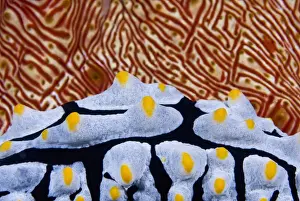 Indonesia, Raja Ampat. Abstract of a nudibranch crawling past a sea cucumber. Credit as