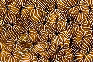 Raja Ampat Prints: Indonesia, Raja Ampat. Abstract view of hard coral
