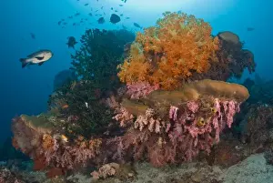 Images Dated 17th January 2009: Indonesia, Raja Ampat. Black snapper fish swim past coral reef