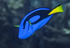 Images Dated 20th January 2009: Indonesia, Raja Ampat. Close-up of colorful palette surgeonfish