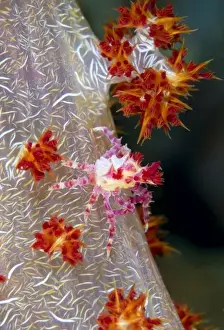 Images Dated 20th January 2009: Indonesia, Raja Ampat. Close-up of decorator crab that matches its color to its host soft coral