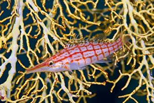 Indonesia, Raja Ampat. Close-up of hawkfish amid sea fan