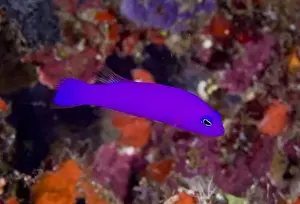 Images Dated 27th January 2009: Indonesia, Raja Ampat. Close-up of a magenta dottyback fish
