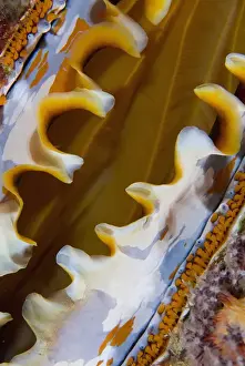Indonesia, Raja Ampat. Close-up of partially open oyster shell