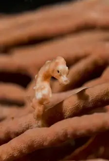 Images Dated 19th January 2009: Indonesia, Raja Ampat. Close-up of pygmy seahorse the same coloration as surrounding coral