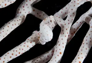Indonesia, Raja Ampat. Close-up of pygmy seahorse the same coloration as surrounding coral