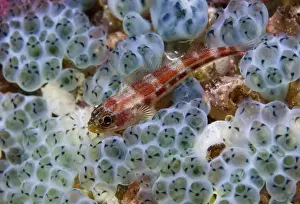 Indonesia, Raja Ampat. Close-up of triplefin fish swimming over sea squirt. Credit as