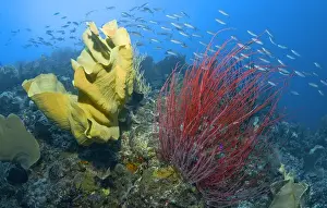 Indonesia, Raja Ampat. Credit as: Jones-Shimlock / Jaynes Gallery / DanitaDelimont