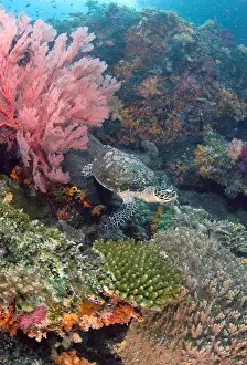 Images Dated 31st December 2008: Indonesia, Raja Ampat. Endangered hawksbill turtle swims over reef