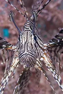 Indonesia, Raja Ampat. Frontal view of poisonous scorpionfish