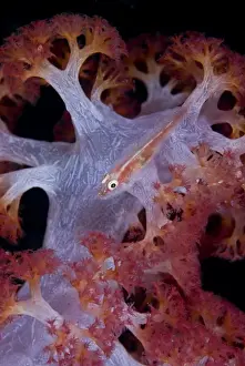 Indonesia, Raja Ampat. This goby fish is commensal with many species of marine invertebrates