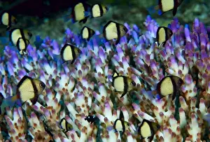 Images Dated 30th January 2009: Indonesia, Raja Ampat. Humbug fish seek protection within the branches of an acropora coral colony