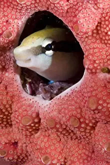 Indonesia, Raja Ampat. Lance blenny fish peers out of hole in coral