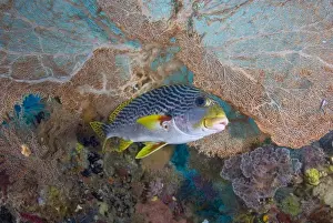 Images Dated 27th January 2009: Indonesia, Raja Ampat. A lined sweetlip fish swims next to sea fan coral