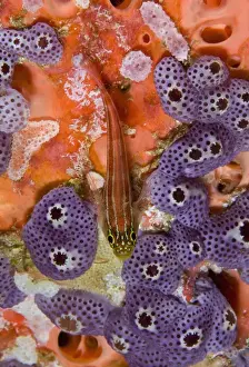 Indonesia, Raja Ampat. Looking down on triplefin fish swimming over sea squirts. Credit as