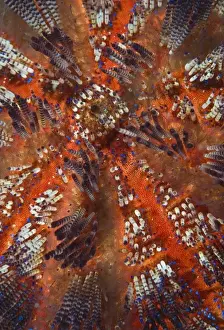 Indonesia, Raja Ampat. Overview of colorful sea urchin