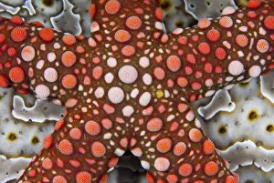 Images Dated 20th January 2009: Indonesia, Raja Ampat. Partial view of colorful sea star over a sea cucumber. Credit as