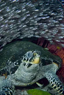 Images Dated 1st February 2009: Indonesia, Raja Ampat. A school of glassfish swim over an endangered hawksbill turtle