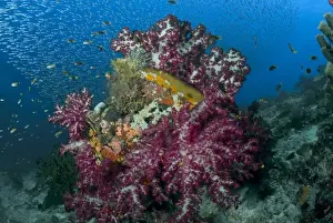 Indonesia, Raja Ampat. Schooling silverside fish swim past coral reef