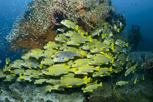 Indonesia, Raja Ampat. Schooling sweetlip fish swim past coral reef