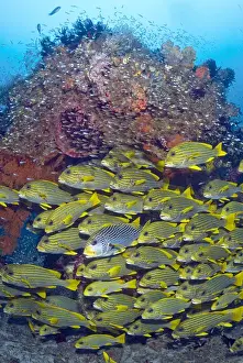 Indonesia, Raja Ampat. Schooling sweetlip fish swim past coral reef