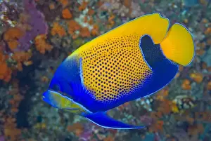 Images Dated 19th January 2009: Indonesia, Raja Ampat. Side view of blue-girdled angelfish. Credit as: Jones-Shimlock
